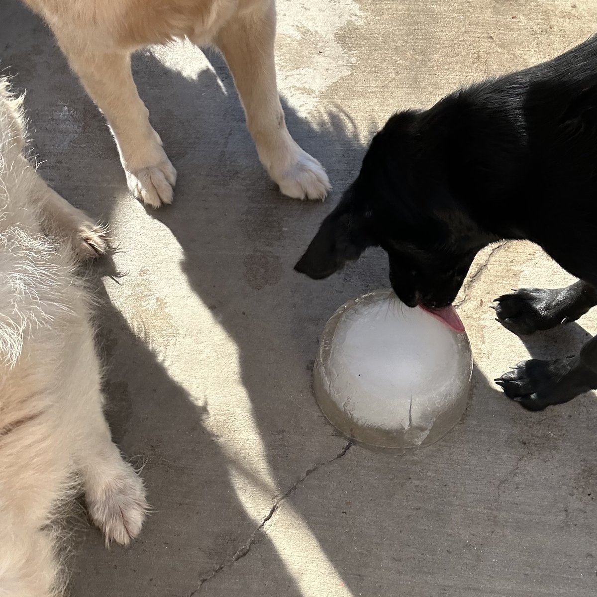 metroanimals's tweet image. Pawsitivily Chilly with our Barksville ice bucket group enrichment today! 🐾❄️ Always fun to expose the group to new things and see what they do 😆🐶 #metroanimals #doggiedaycare #iceblocks