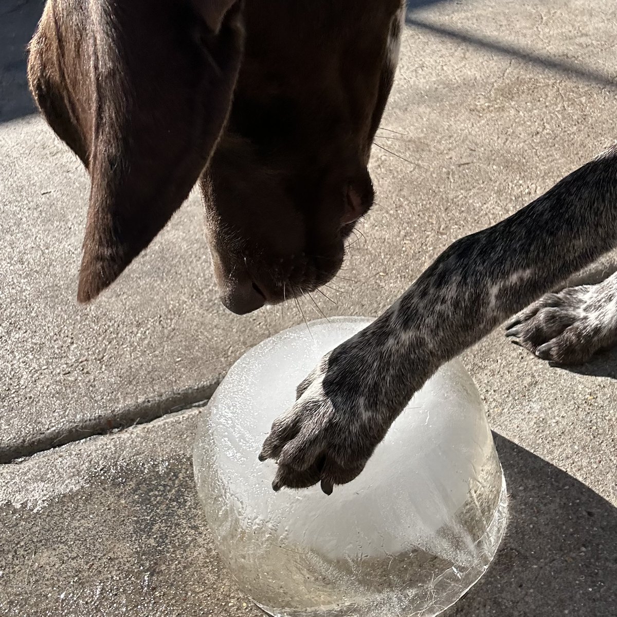 metroanimals's tweet image. Pawsitivily Chilly with our Barksville ice bucket group enrichment today! 🐾❄️ Always fun to expose the group to new things and see what they do 😆🐶 #metroanimals #doggiedaycare #iceblocks