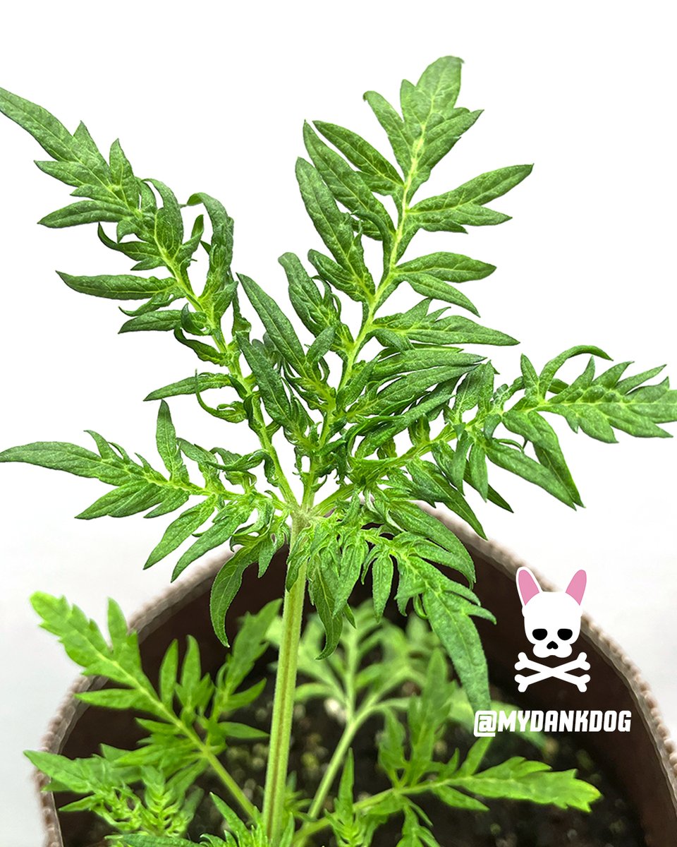 Wow! Gorgeous leaves! Terpyz, Mentha De Croco feminized photoperiod, growing inside the Vivosun Grow Tent Pro Kit, with LumaLight 200w.
<a href="/VIVOSUN/">Vivosun.official</a> <a href="/TerpyzGenetics/">TERPYZ MUTANT GENETICS</a>
#growyourown #ferntype #mutant