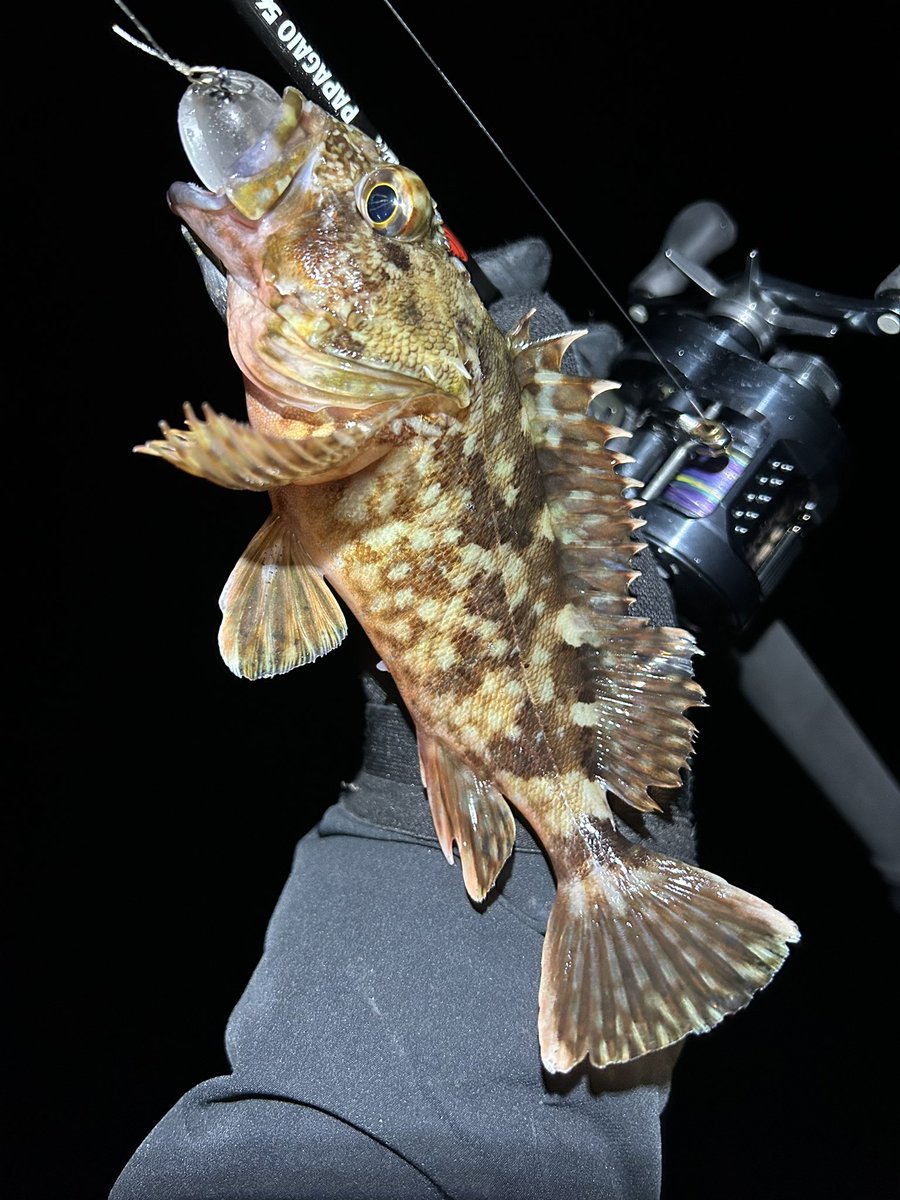 うおさん@VFR800F on X