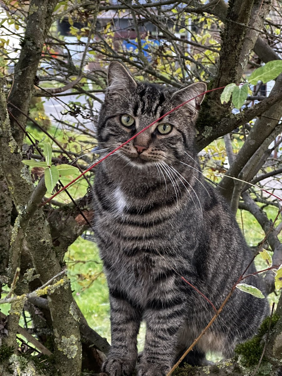 Der Grautiger gehört nicht zu uns, aber seit Lucy bei uns eingezogen ist, wird er immer penetranter. Lucy sollte nicht in der Eingewöhnung sterilisiert werden, aber jetzt wird’s Zeit, das arme Mädchen ist rollig und etwas anstrengend (sehr🙈).