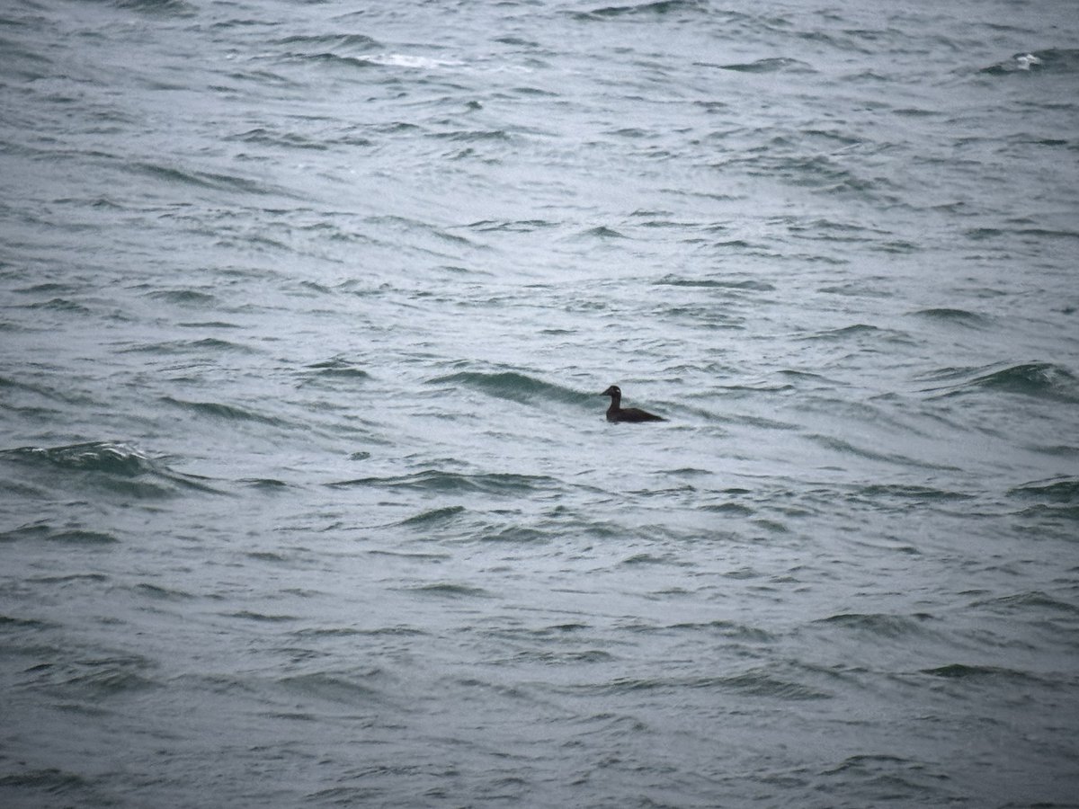 TheBarraDood's tweet photo. A couple of horrible phone scoped images of the Surf Scoter off Eoligarry late this afternoon in the gathering gloom of cool and windy November day. Also GW Teal at Ardmhor and at least 1 Siberian Chiff-Chaff at the pitch before work this morning https://t.co/71udXmrCJa