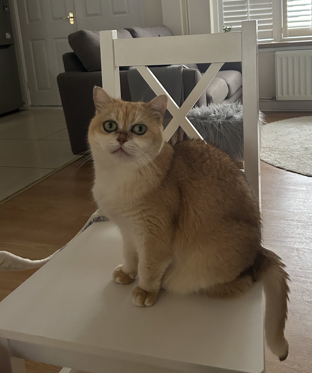 mimybug's tweet image. stares intimidatingly at you