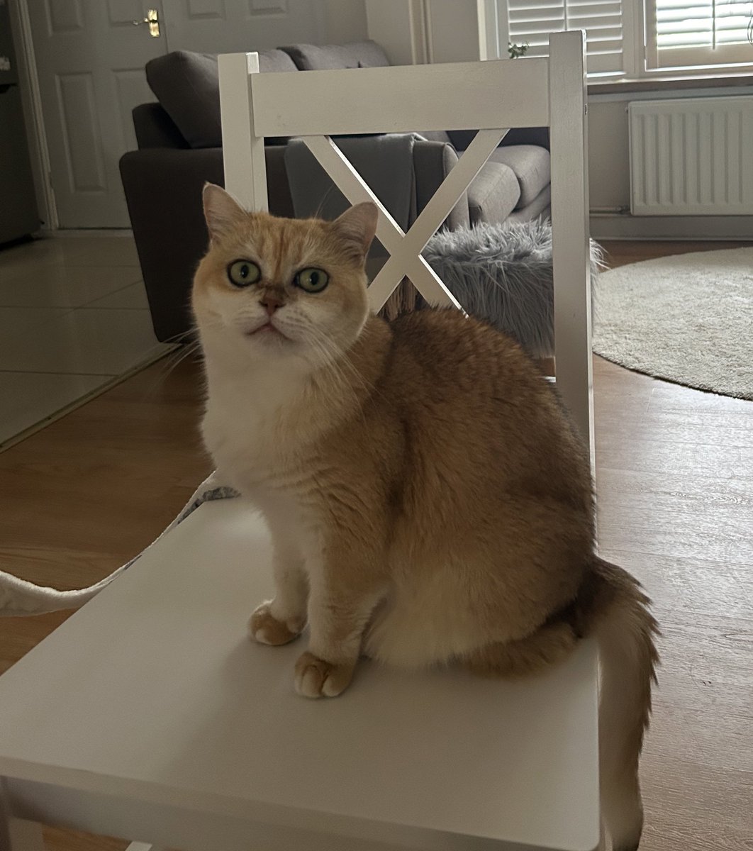 mimybug's tweet image. stares intimidatingly at you