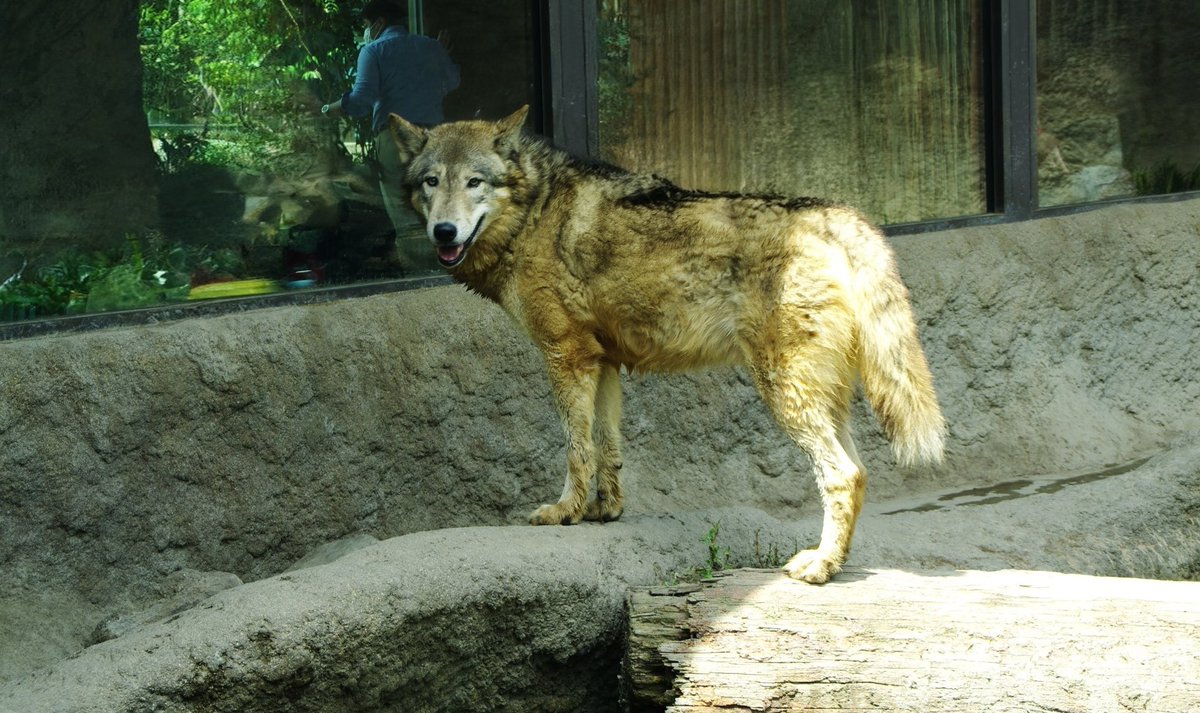 亀右衛門さま 善右衛門 (@munch9419) / Posts / X