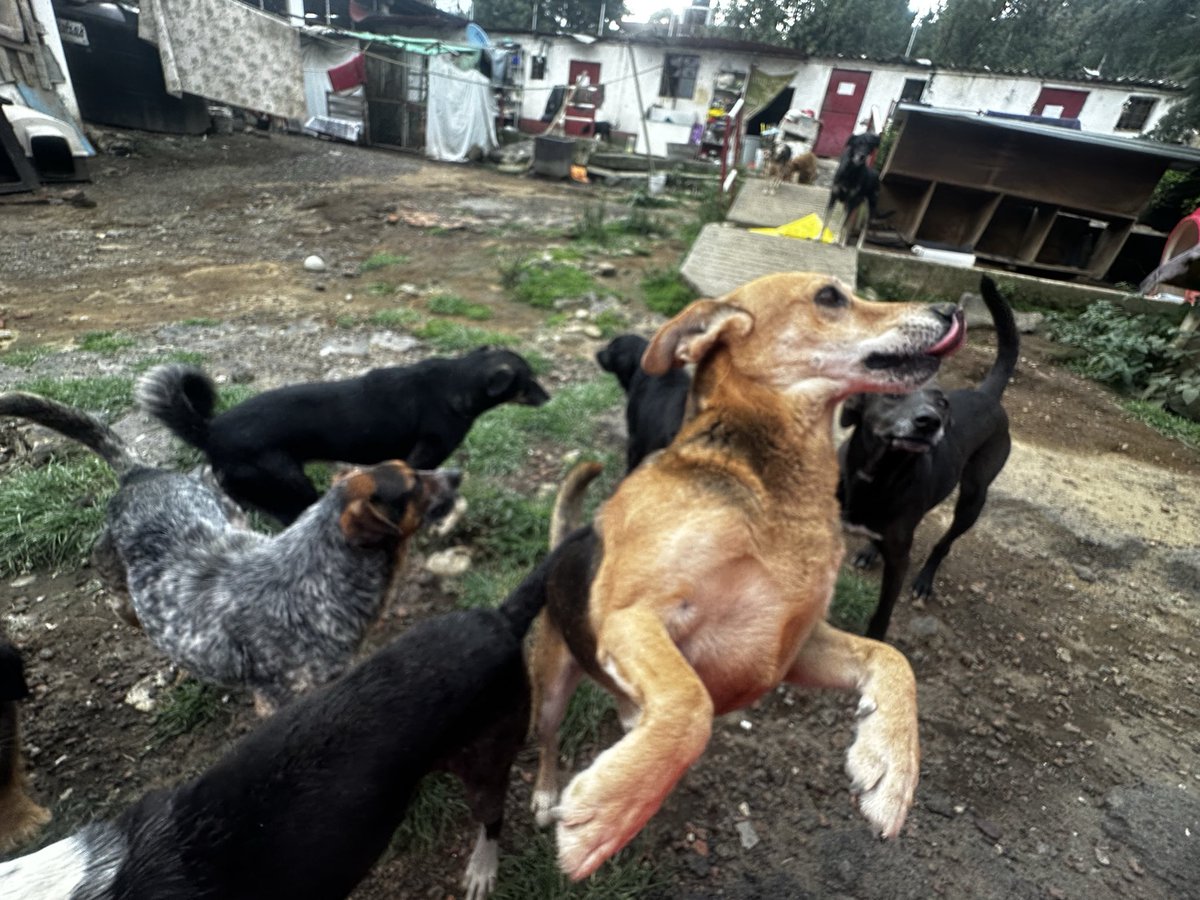 RefugiOceaniCAN's tweet image. 🛟 🆘 #SOS #AyudaUrgente 
Queridos amigos:
Hoy, nuestras pancitas necesitan de tu bondad y generosidad. Nos encontramos en una situación crítica sin croquetas para alimentarnos todos, en el día, lo que es nuestra única comida de la mayoría (bebes y viejitos comen 2  veces).…