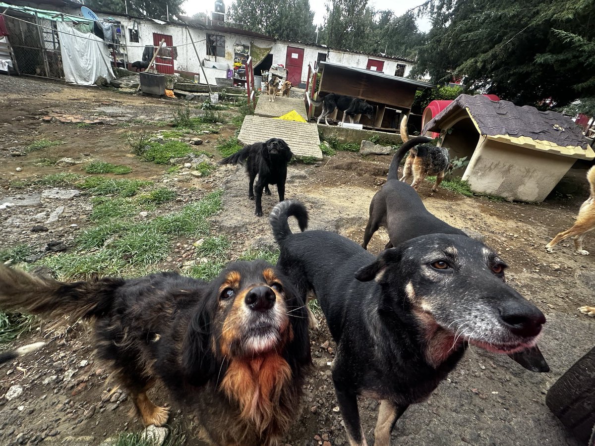 RefugiOceaniCAN's tweet image. 🛟 🆘 #SOS #AyudaUrgente 
Queridos amigos:
Hoy, nuestras pancitas necesitan de tu bondad y generosidad. Nos encontramos en una situación crítica sin croquetas para alimentarnos todos, en el día, lo que es nuestra única comida de la mayoría (bebes y viejitos comen 2  veces).…