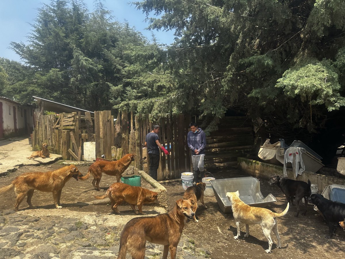 RefugiOceaniCAN's tweet image. 🛟 🆘 #SOS #AyudaUrgente 
Queridos amigos:
Hoy, nuestras pancitas necesitan de tu bondad y generosidad. Nos encontramos en una situación crítica sin croquetas para alimentarnos todos, en el día, lo que es nuestra única comida de la mayoría (bebes y viejitos comen 2  veces).…