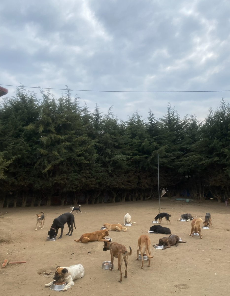 RefugiOceaniCAN's tweet image. 🛟 🆘 #SOS #AyudaUrgente 
Queridos amigos:
Hoy, nuestras pancitas necesitan de tu bondad y generosidad. Nos encontramos en una situación crítica sin croquetas para alimentarnos todos, en el día, lo que es nuestra única comida de la mayoría (bebes y viejitos comen 2  veces).…