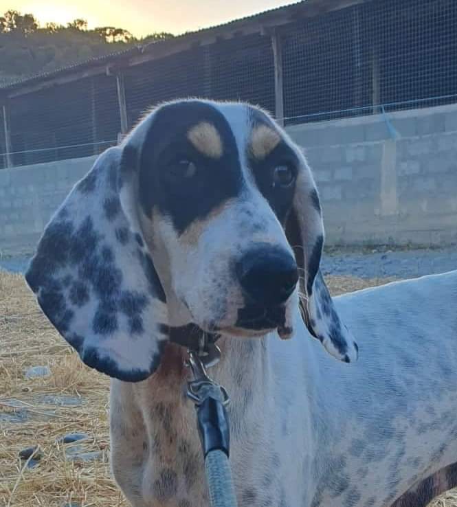 Missing Pets GB tweet media