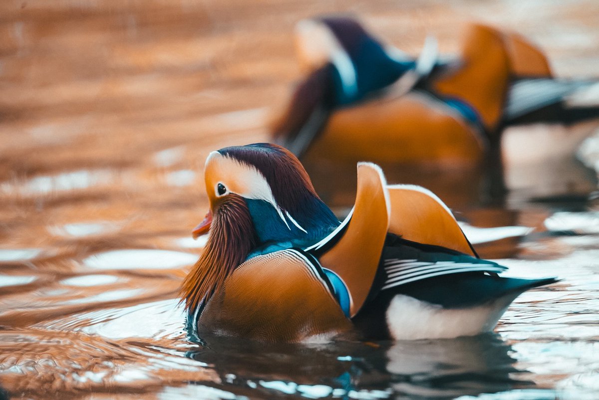 🦆 English garden, Munich :) 
A productive day off