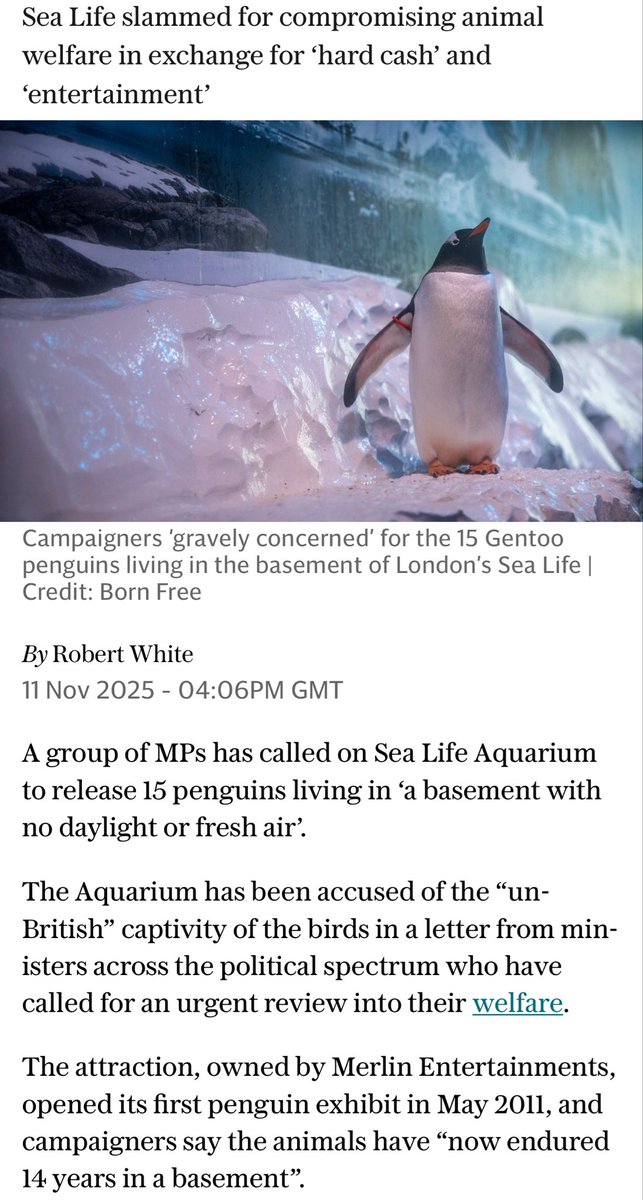 trashcities's tweet image. Cancel Merlin Entertainment @Merlin_HR @MerlinEntsNews #merlinentertainment #SeaLifeAquarium #pengiuns #animalwelfare .. don’t visit .. don’t buy a ticket #retweet