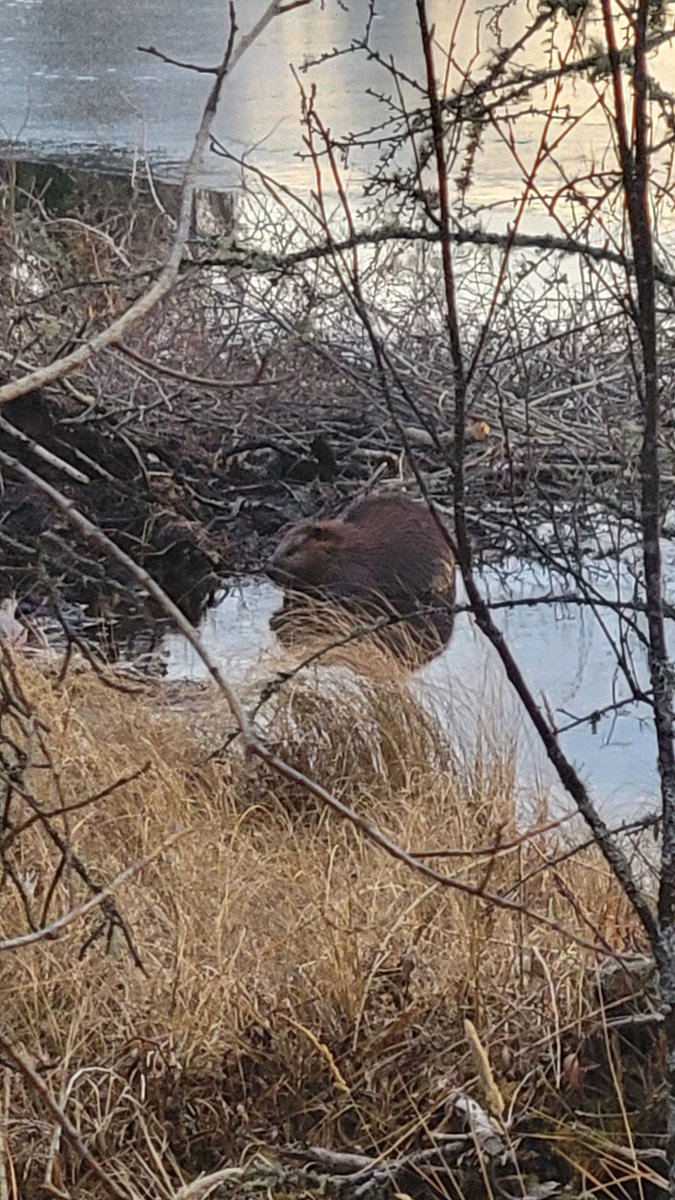 TheSolContinuum's tweet image. Found a family of Beavers on a stroll the other day! They sure made an impact though.
