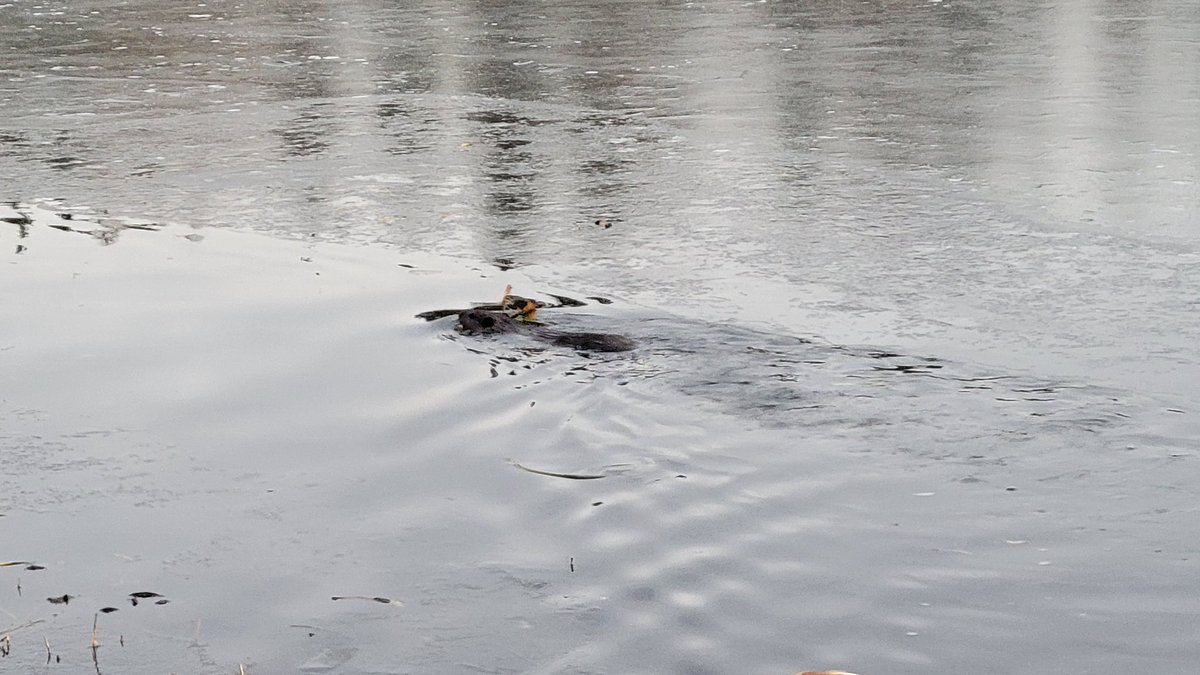 TheSolContinuum's tweet image. Found a family of Beavers on a stroll the other day! They sure made an impact though.