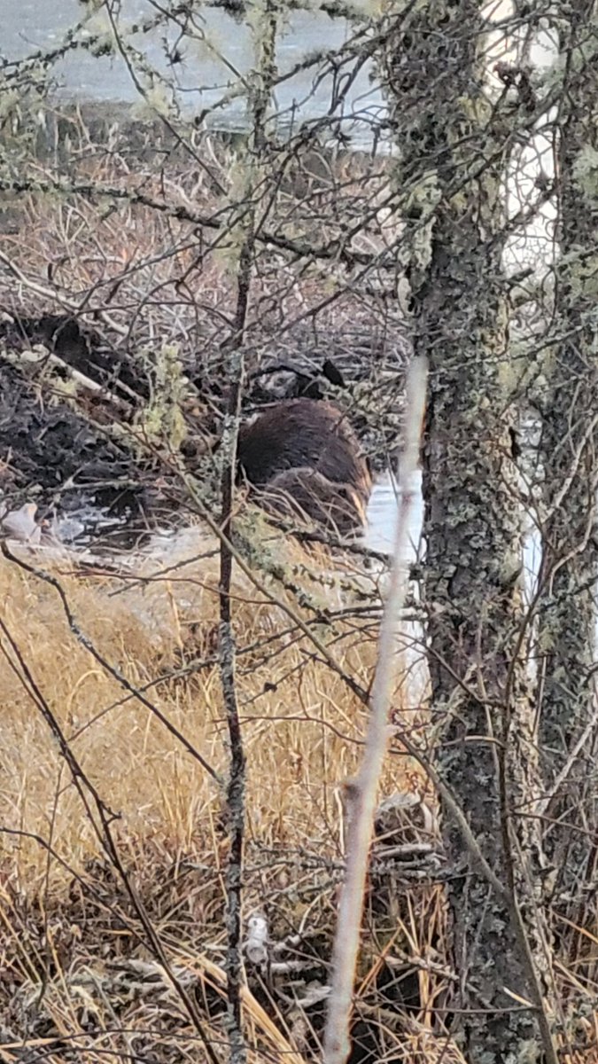 TheSolContinuum's tweet image. Found a family of Beavers on a stroll the other day! They sure made an impact though.