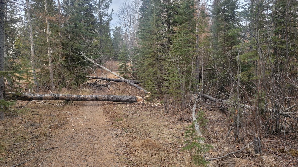 TheSolContinuum's tweet image. Found a family of Beavers on a stroll the other day! They sure made an impact though.