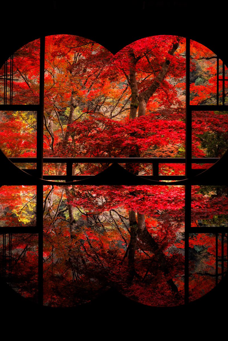 dannysframe's tweet image. Kyoto in the fall 🍁