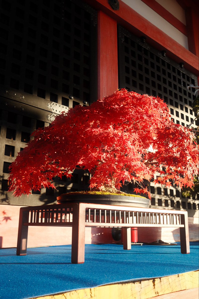 dannysframe's tweet image. Kyoto in the fall 🍁