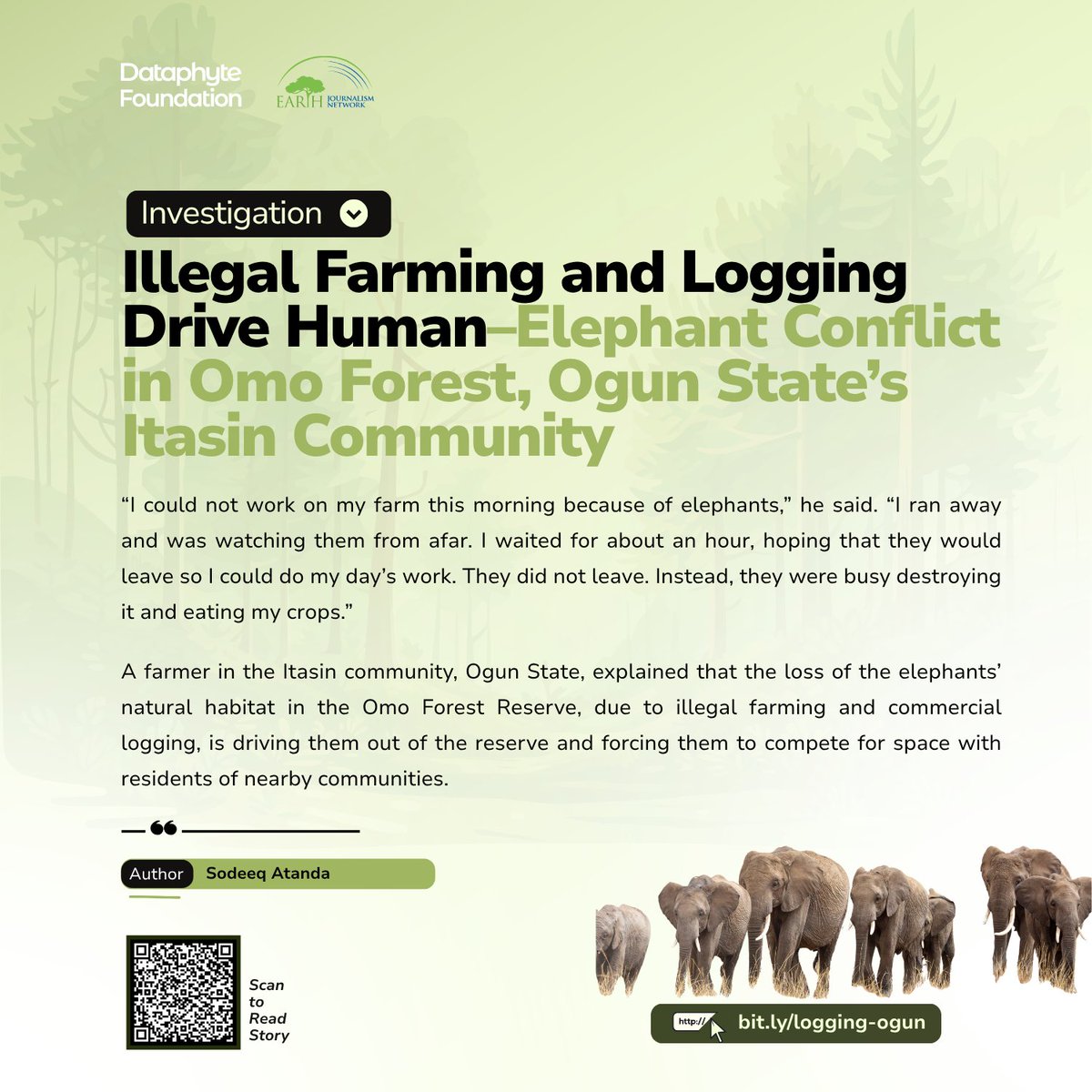 Dataphyte's tweet image. Illegal farming and commercial logging in the Omo Forest Reserve are encroaching on areas meant for elephant conservation. 

As their natural habitat disappears, elephants are being forced into nearby communities, competing for space and survival.

Click here to read more:…
