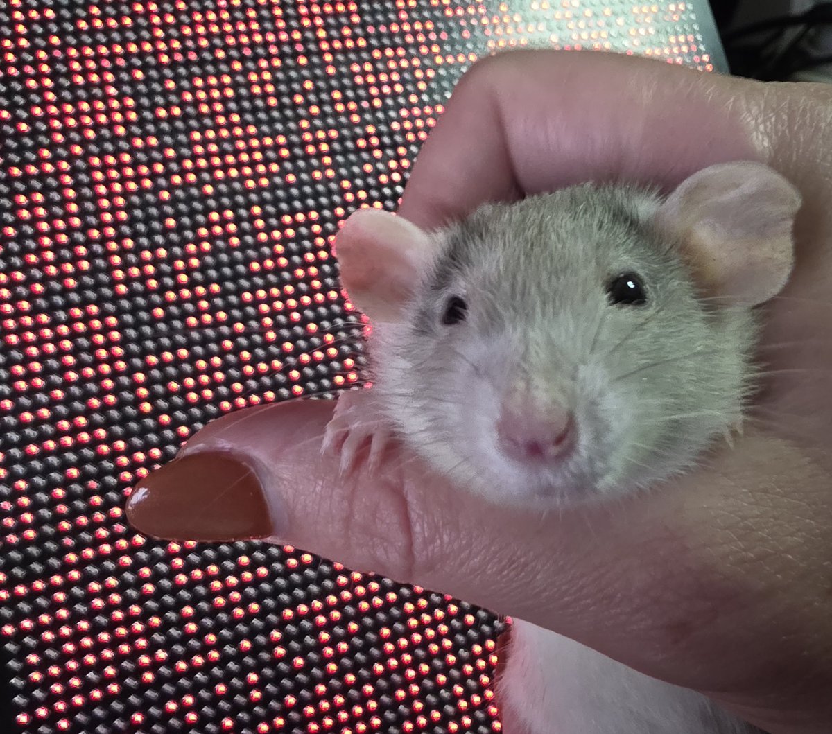 Kat Scott 🐀 tweet media