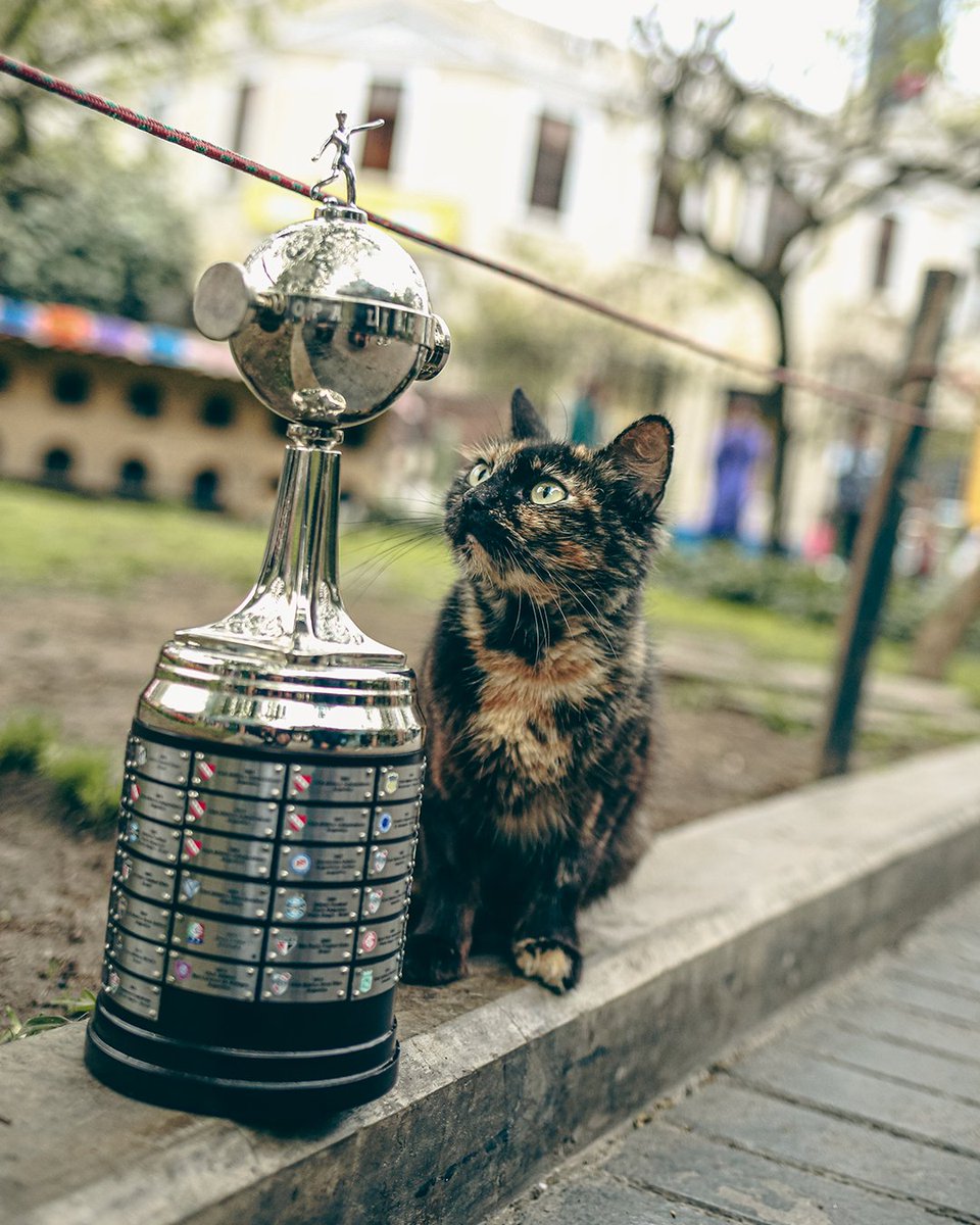 Libertadores's tweet photo. 🐈🏆 La michi-señal para disfrutar de la CONMEBOL #Libertadores en Plaza Kennedy

#GloriaEterna https://t.co/iqNkF0bJpy