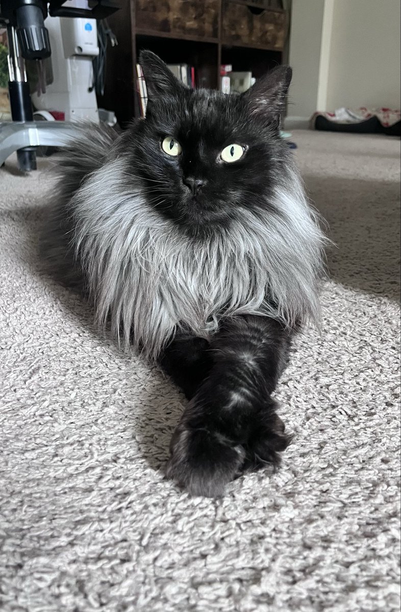 homesickalien80's tweet image. Look a this beautiful dainty boy. My god he is stunning 😻
#CatsOfTwitter 
#Kitty
#Cats