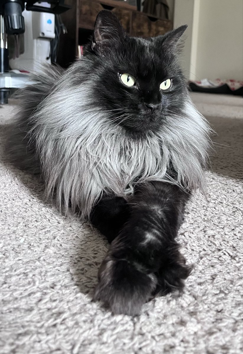 homesickalien80's tweet image. Look a this beautiful dainty boy. My god he is stunning 😻
#CatsOfTwitter 
#Kitty
#Cats