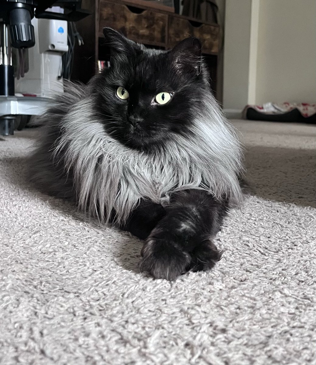 homesickalien80's tweet image. Look a this beautiful dainty boy. My god he is stunning 😻
#CatsOfTwitter 
#Kitty
#Cats