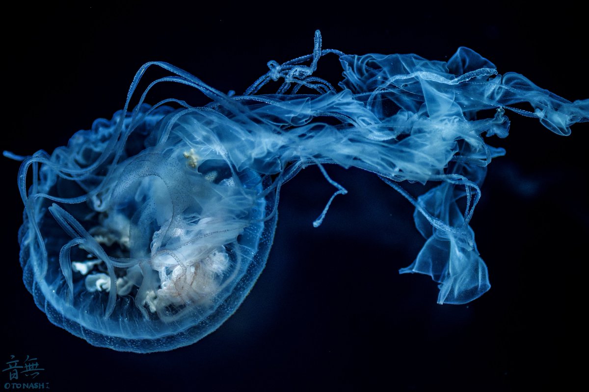 Post by 音無 on X: クラゲ！