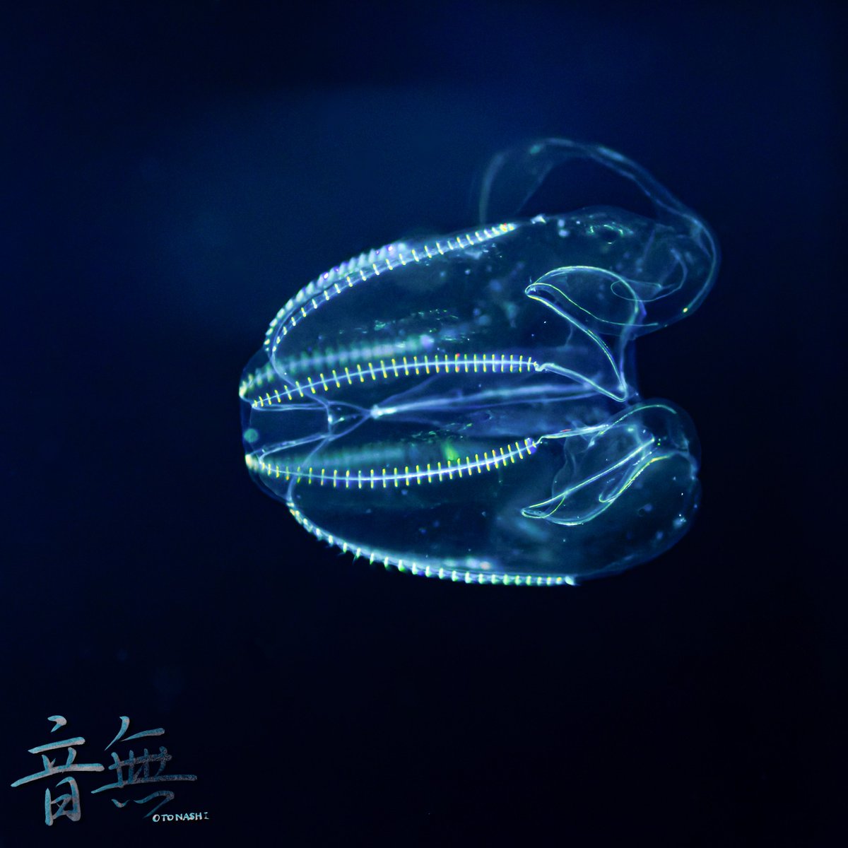 Post by 音無 on X: クラゲ！