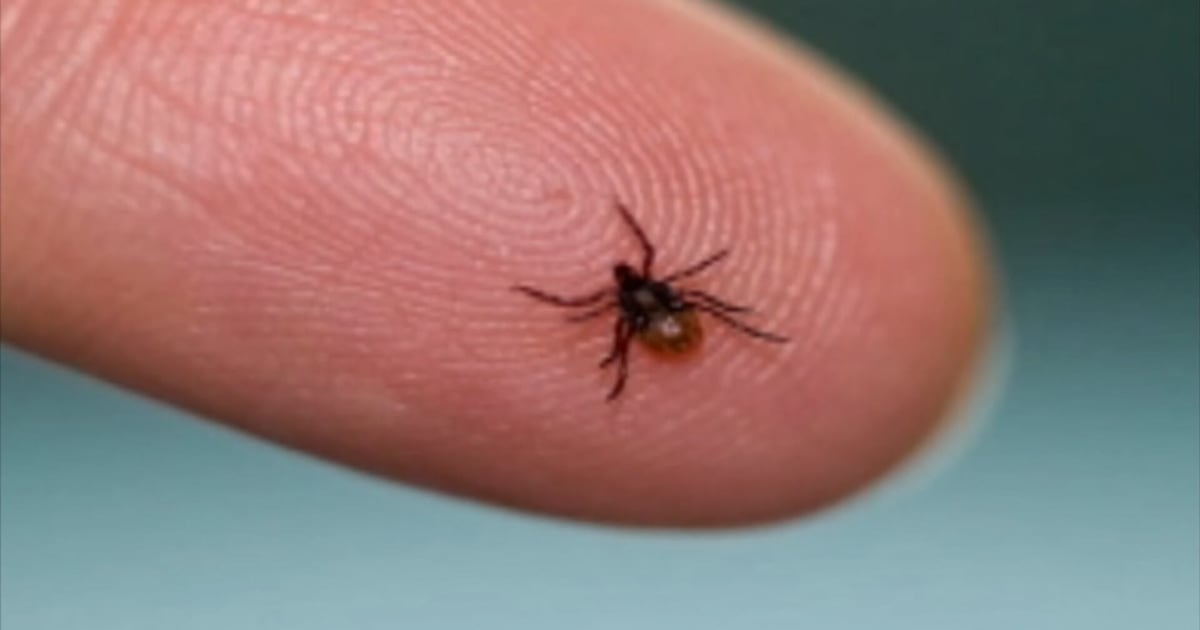 InsurewithSFTom's tweet photo. Pennsylvania lawmakers are pushing to expand insurance coverage for Lyme disease testing as the state grapples with one of ... https://t.co/lTrj0kEvZ8 https://t.co/adejYld4FS