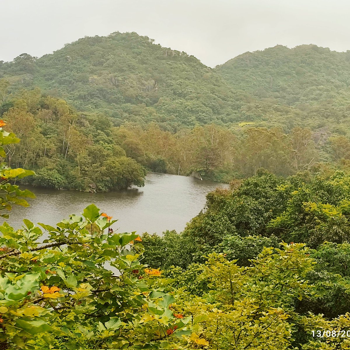 mehul_n_trivedi's tweet image. &quot;Lost in the leaves and finding my soul. 

This is what nature is all about.&quot;

#NaturePhotography #MonsoonVibes #IncredibleIndia #mountabu