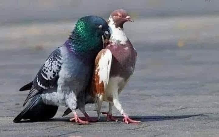 النهارده ١١/١١ اليوم العالمى للسناجل
هابى سنجول وسنجوله