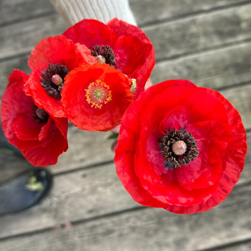 Cherry Hill Blooms tweet media