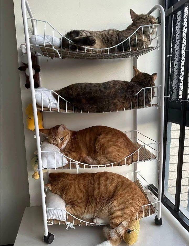 translated cats tweet media