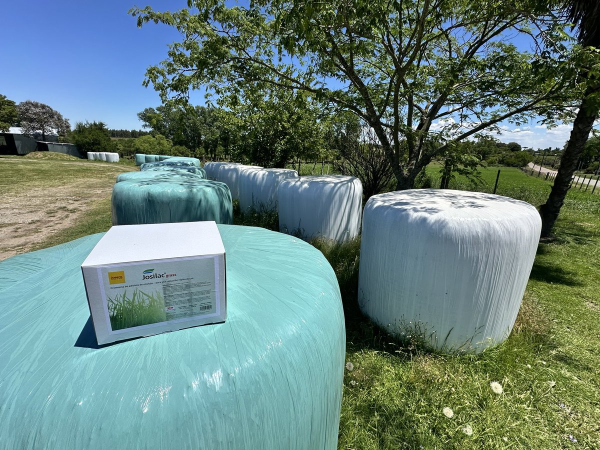 Los productores conocen que la mejor opción de inoculación en sus #silopacks es #JosilacGrass de #Josera 🇩🇪

Desde #Alemania la mezcla de microorganismos por excelencia en inoculación de pasturas

#Josera #WeCareYouGrow 🇩🇪