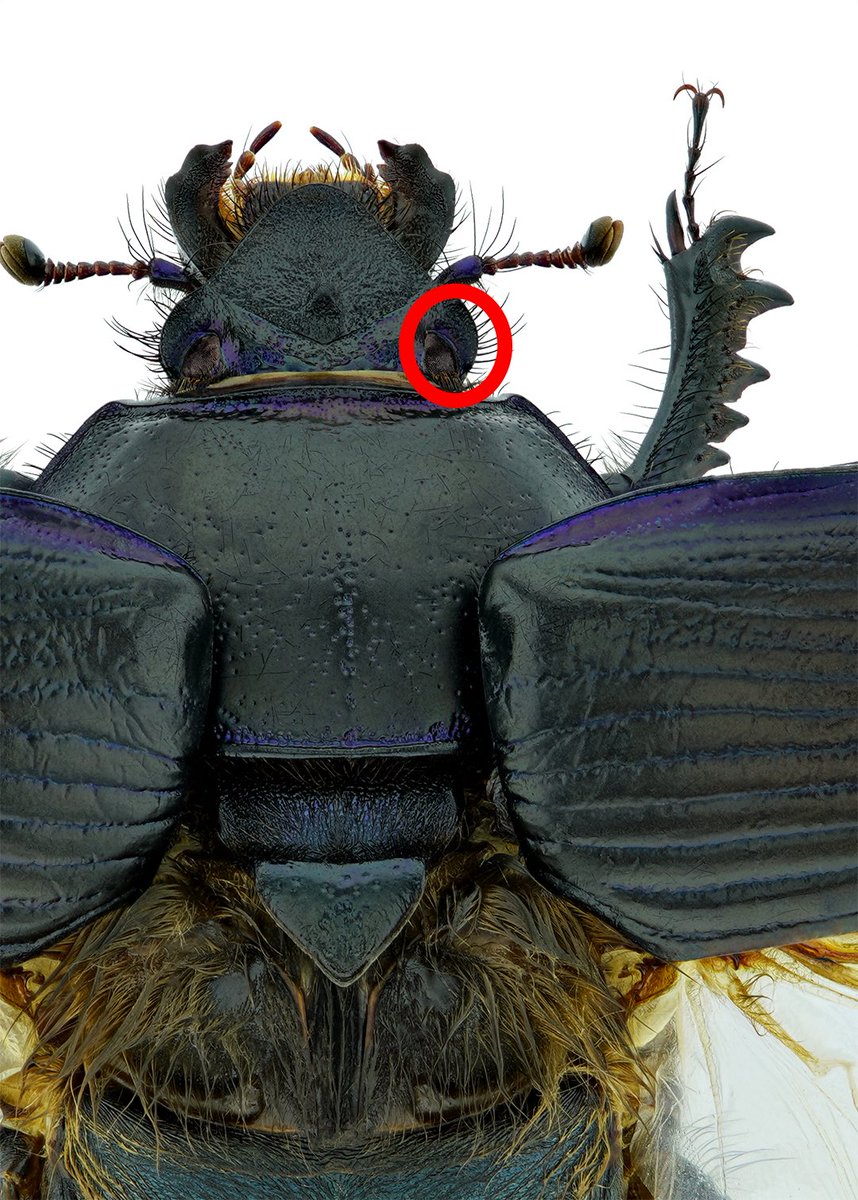 Thorben Danke tweet media