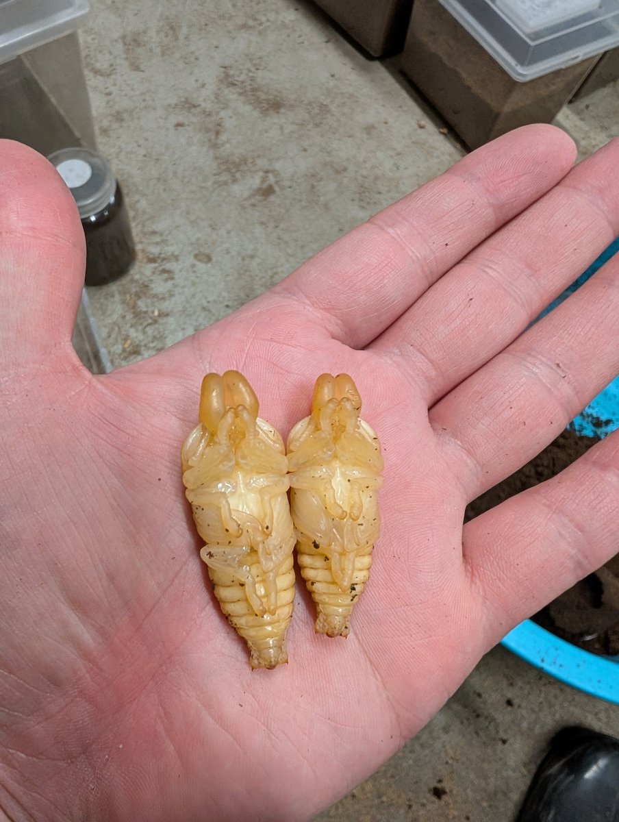 便所虫 虫の兄ちゃん@兜鍬武蔵 on X