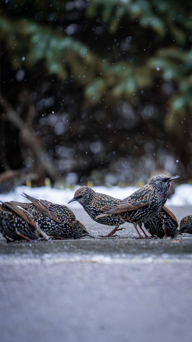 Intotheframes's tweet image. اولین روز برفی و اولین ثبت هایی که سهمم شد