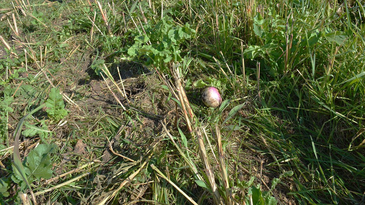 Check out the latest news in conservation drainage - mailchi.mp/7f00bc7e1203/c…