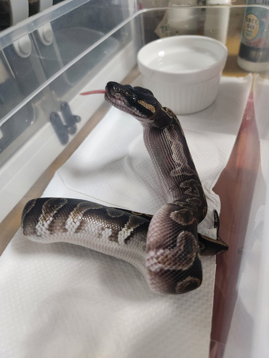 yy0111021's tweet photo. お迎��後の初給餌🐭
上手に跳べました🐍✨
#ボールパイソン
#BHGHI
#SWAGcb
#SWAGBALLER https://t.co/u8ox2aA7mn
