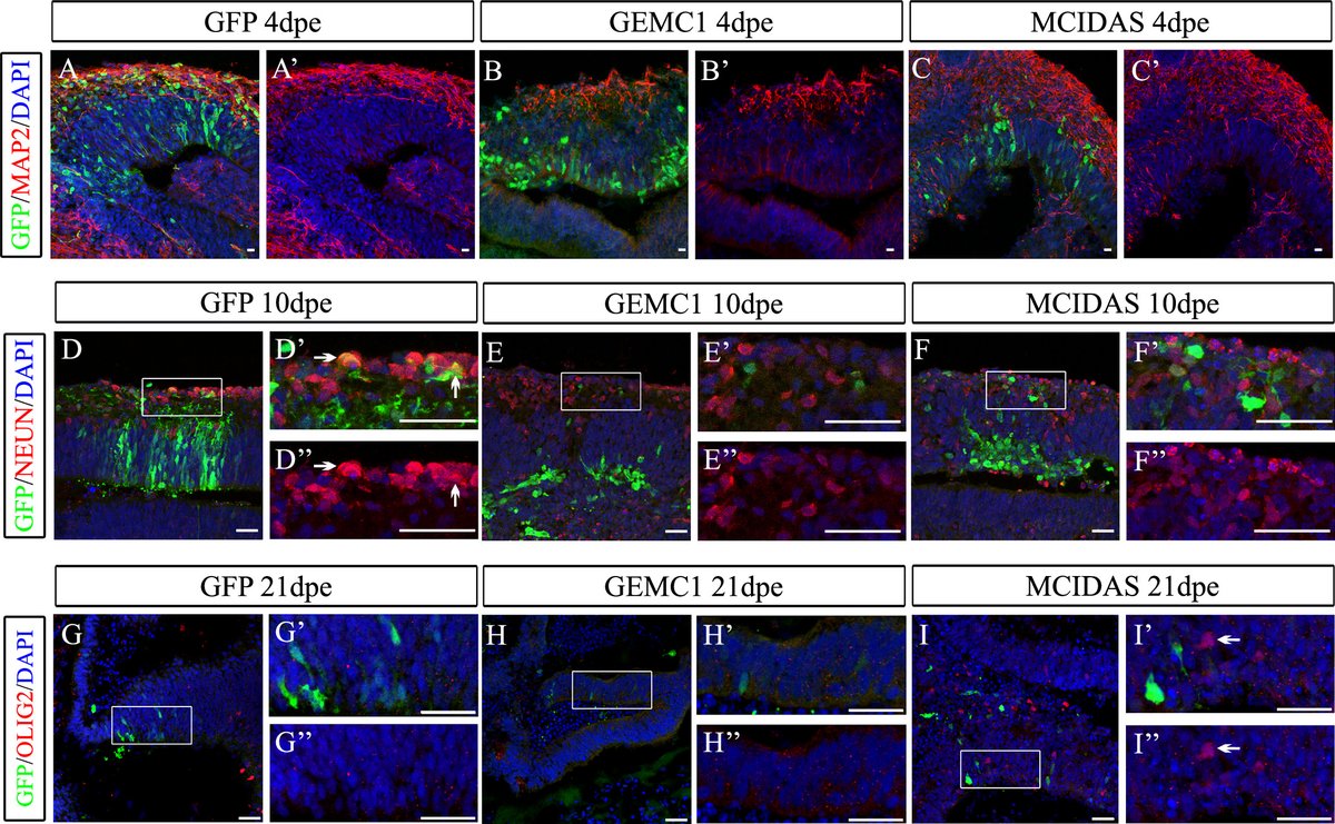 Organoid News tweet media