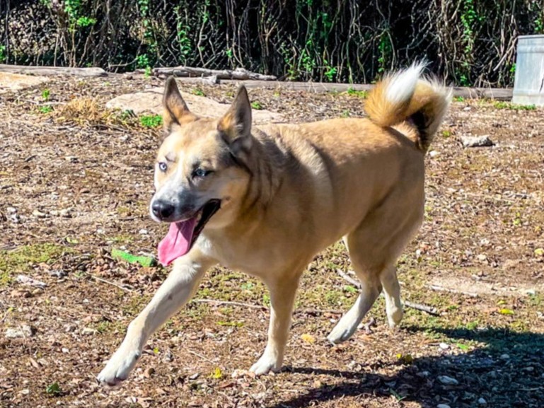 💖 Meet Harley | 3-yrs-old | 77 lbs. |  A stunner! 💖
🐾 She's calm, confident, &amp; ready for adventure. She’s friendly &amp; affectionate, with a mouthy husky charm that makes her unique. Come meet her at Pet Circle!
#petcirclewaco #offthecircle #adoptdontshop #fosteringsaveslives