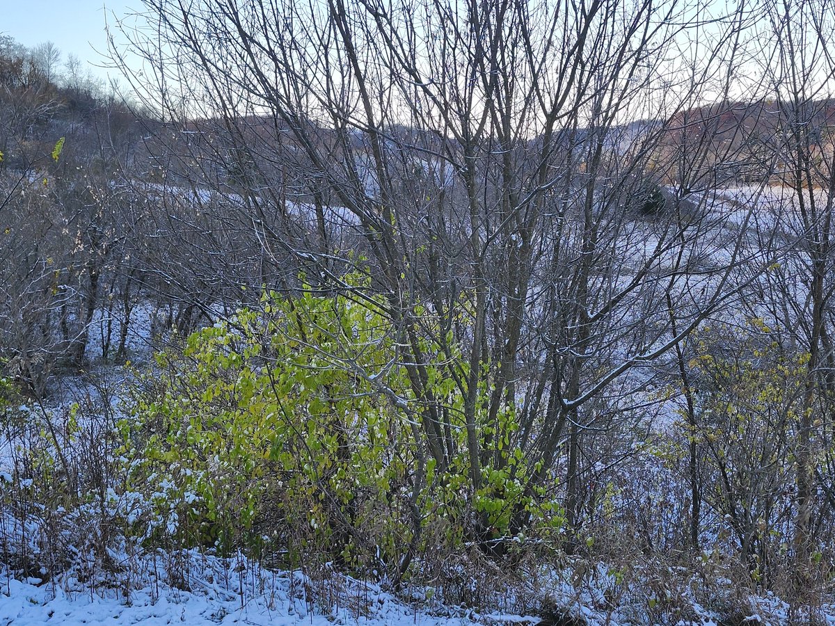 aresonian's tweet image. First snow of the season

#NaturePhotography 
#winterphotography
#firstsnow