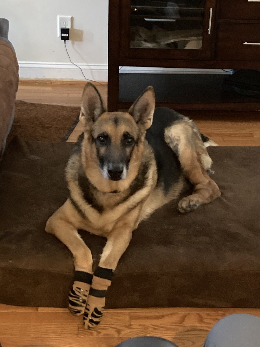 ssumner211's tweet photo. @Phil_Sledge My best friend, Maxx! https://t.co/zHcLbhWTse