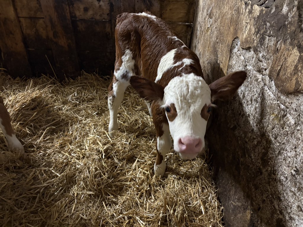 MrGreenity tweet media