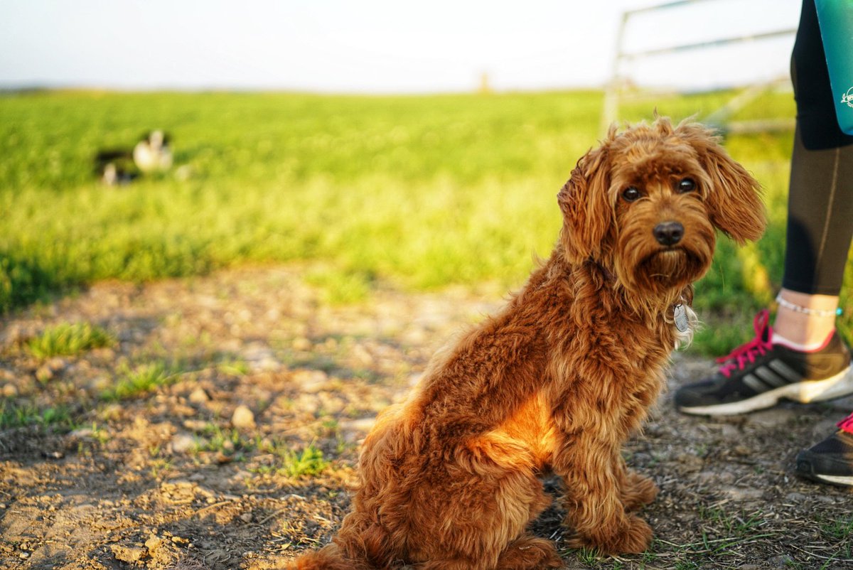 MorvenMay's tweet image. I can’t believe this little pudding is five years old! What a five years it’s been. I feel very lucky to have such an amazing friend as my wee Ember 😊#doglover #doglife #doglifestyle #dogsofinstagram #doglovers #cavapoos #cavapoodle #puppy #puppylove #puppies #pup #puppyoftheday