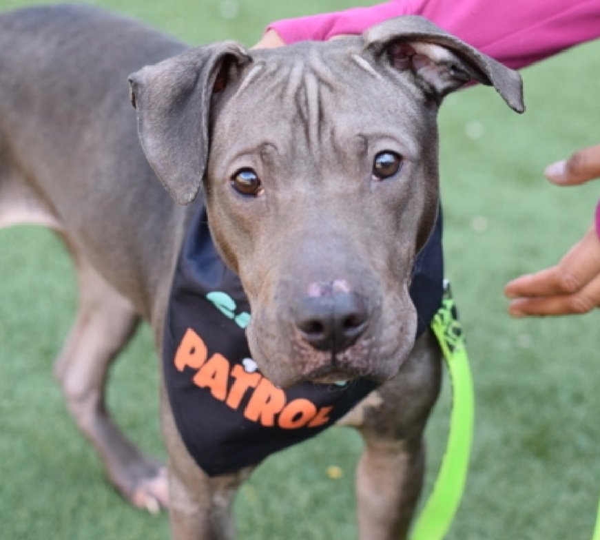 MorgFairsdogs's tweet image. Tootsie 239207
Kill Command 
#NYCACC #RescueOnly 
She is a shy 4 yr old
Pulling on crate cover &amp;amp; vocalizing 
Needs home experienced with fearful dogs
Help save Tootsie!
#Pledge4Rescue #foster #adopt