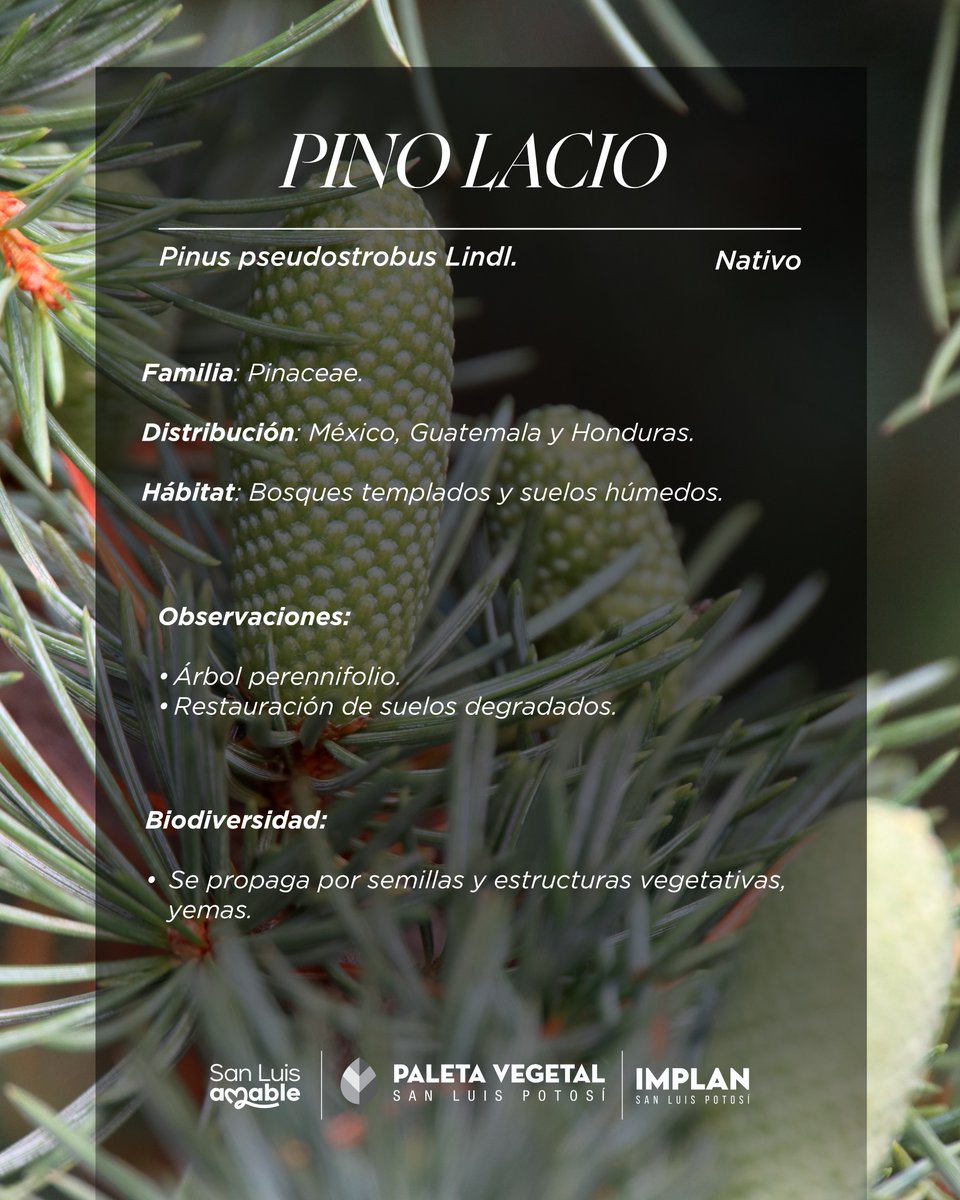 implanslp's tweet image. «Pinus pseudostrobus Lindl.»
Especie Nativa que podrás encontrar en la «Paleta Vegetal» de San Luis Potosí.

#yohagosanluisamable

Descárgala aquí ⬇️
bit.ly/3PW0Ehu