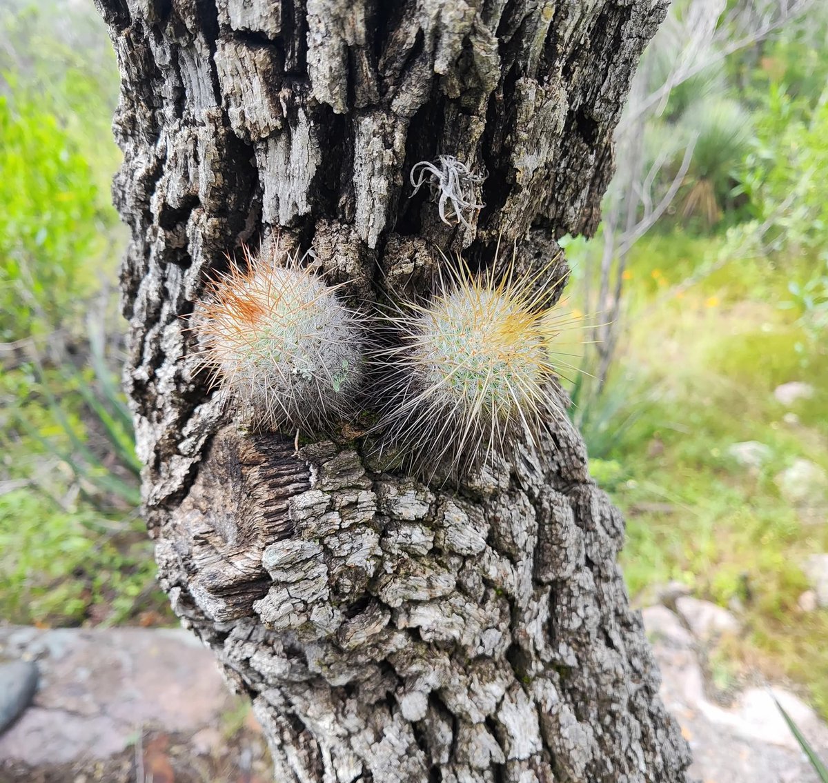 @CactusRegios tweet media